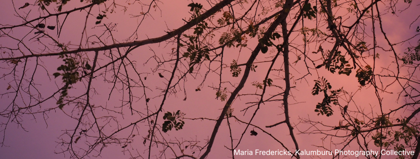 Tree branches silhouetted against a pink and purple dusk sky.